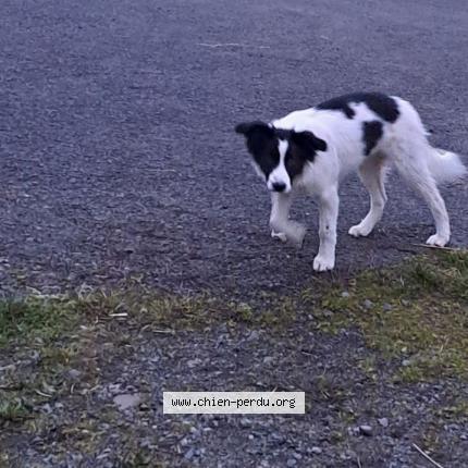 Photo 2/2 ULINE Chien lost in Saint diery