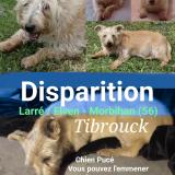 Picture of dog lost at Larre