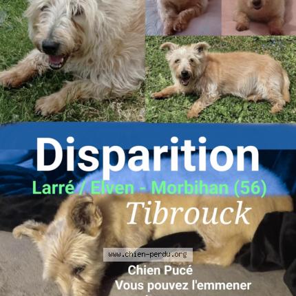 Photo 1/3 Tibrouck Chien lost in Larre