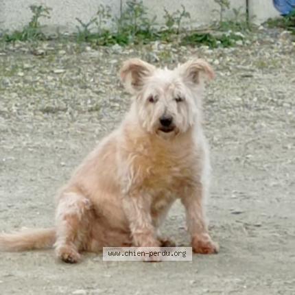 Photo 2/3 Tibrouck Chien lost in Larre