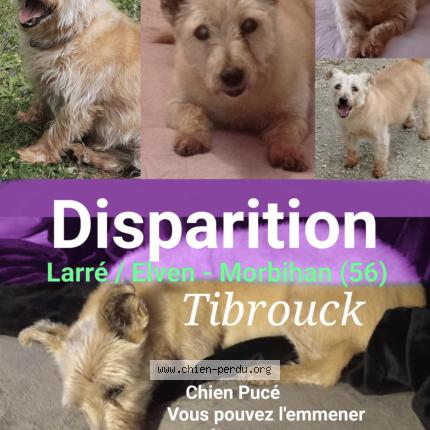 Photo 3/3 Tibrouck Chien lost in Larre