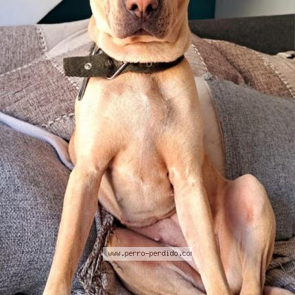 Photo 1/1 chiri Chien lost in Capital federal