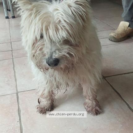 Photo 1/1 Reunited dog Found in Greges