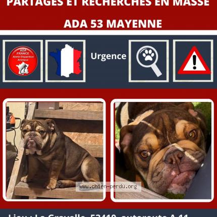 Photo 1/1 V&eacute;ga Chien lost in La gravelle