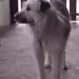 Picture of dog lost at Champagne Au Mont D Or