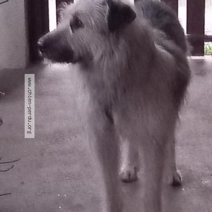 Photo 1/1 Reunited dog Lost in Champagne au mont d or