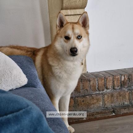 Photo 1/1 OLO Chien lost in Nimes