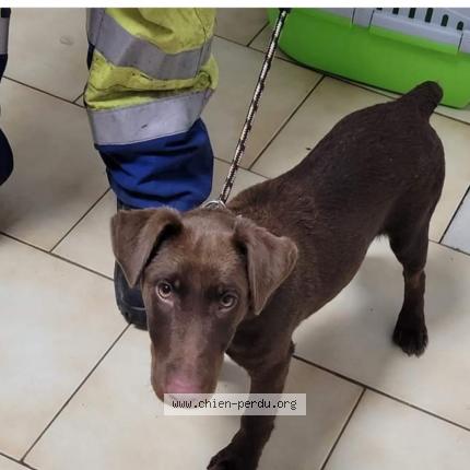 Photo 1/1 Bandit Chien lost in Porticcio