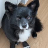 Tyson