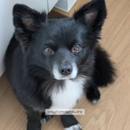 Foto 1/1 Wiedergefundener Hund Verloren in Leudelange