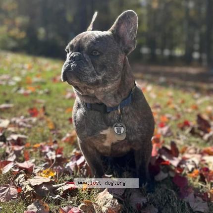 Picture of dog lost at Fortson