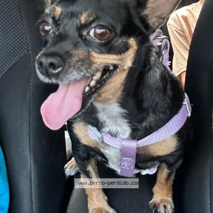 Photo 1/1 Cloe Chien lost in Merliot