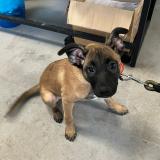 Picture of dog found at Roubaix