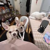 Picture of dog lost at Paris