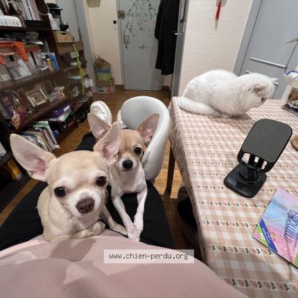 Photo 1/1 Graine Chien lost in Paris