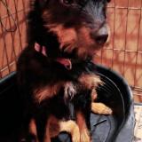 Picture of dog lost at Les Angles