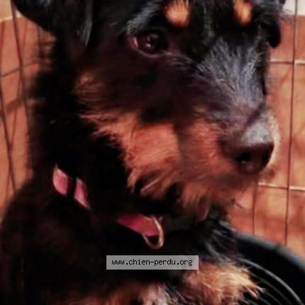 Photo 2/2 P&eacute;p&egrave;te Chien lost in Les angles