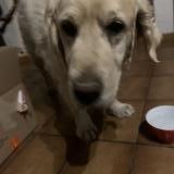 Picture of dog found at Gaulene