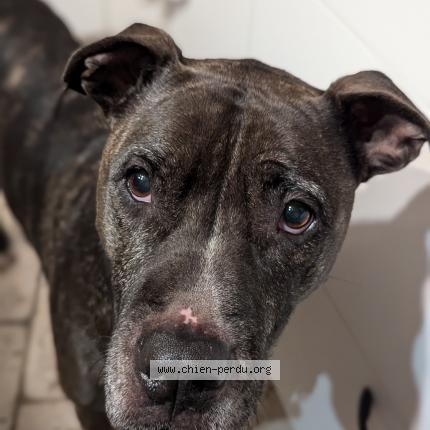 Photo 1/1 Shanice Chien lost in Auneau