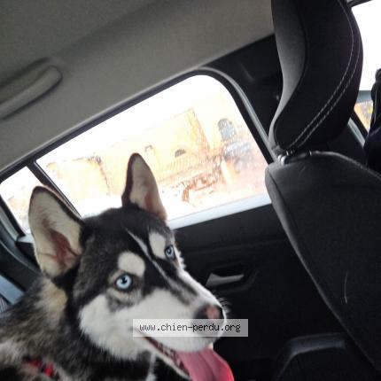 Photo 1/1 Found dog Found in Perpignan