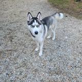 Picture of dog found at Drancy