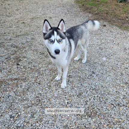 Photo 1/1 Found dog Found in Drancy