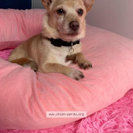 Foto 1/1 Hond teruggevonden Vermist in Henri Chapelle