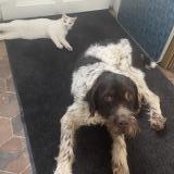 Picture of dog lost at Saint Christophe Sur Avre