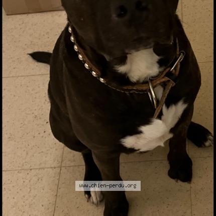 Photo 1/1 Charo Chien lost in Le havre