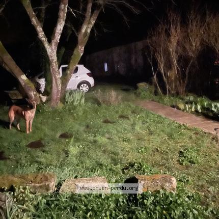 Photo 1/1 Found dog Found in Corme ecluse