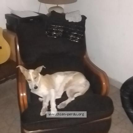 Photo 1/1 Beverly VOLEE Chien lost in Saint pons de thomires