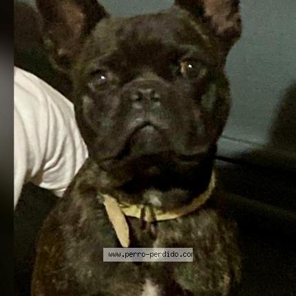 Photo 1/1 Batman Chien lost in Montevideo pocitos