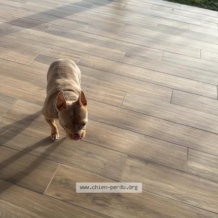 Photo 1/1 Mya Chien lost in Biganos