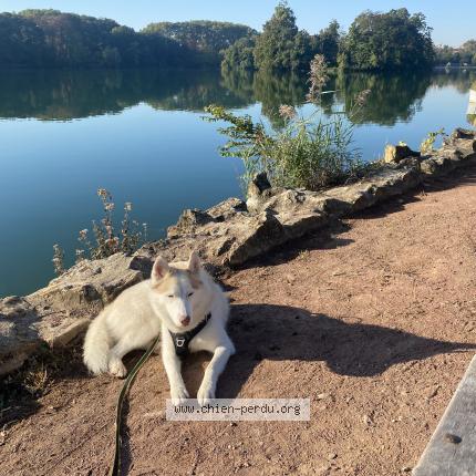 Photo 1/1 Enko Chien lost in Lyon