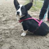 Picture of dog lost at Aragon