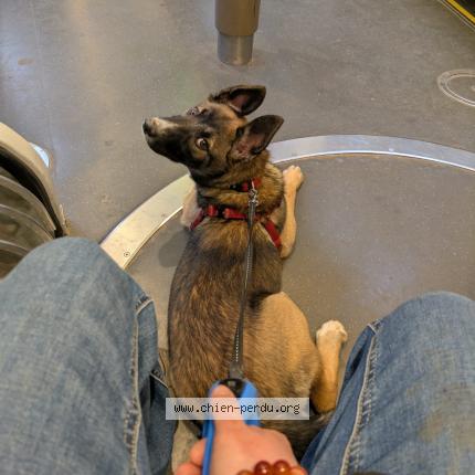 Foto 1/1 Hond teruggevonden Vermist in Bruxelles