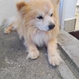 Picture of dog lost at Beaumont En Beine
