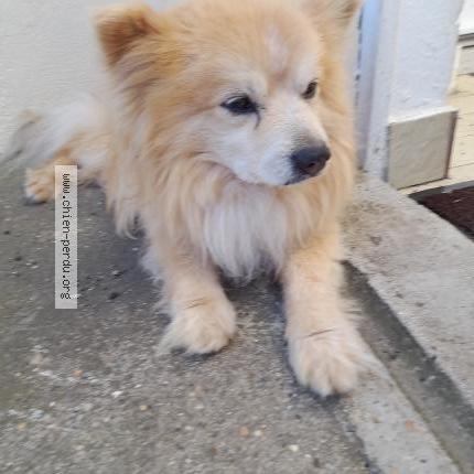 Photo 1/1 César Chien lost in Beaumont en beine