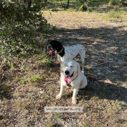 Photo 1/1 Ta&iuml;co Chien lost in Methamis