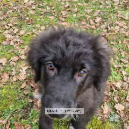 Photo 1/1 Hermès Chien lost in Vouneuil sous biard