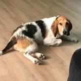 Picture of dog lost at Saint Etienne