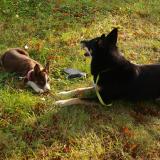 Picture of dog lost at Saint Maurice Sur Aveyron