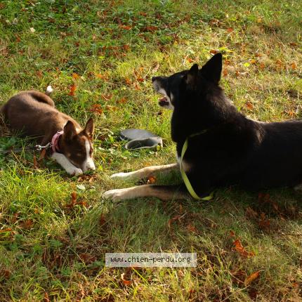 Photo 1/1 Dog reunited Lost in Saint maurice sur aveyron