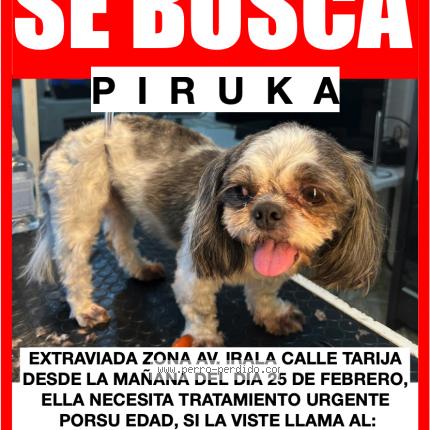 Photo 1/1 PIRUQUITA Chien lost in Santa cruz de la sierra
