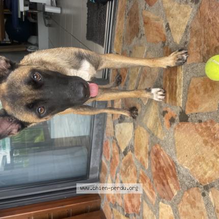 Photo 1/1 Found dog Found in Etang sale