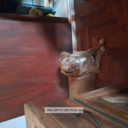 Photo 1/1 Reunited dog Lost in Villa Lugano