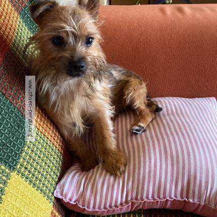 Photo 1/1 Cookie Chien lost in Agen