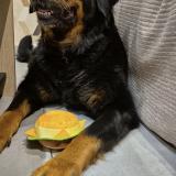 Picture of dog lost at Montreuil L Argile