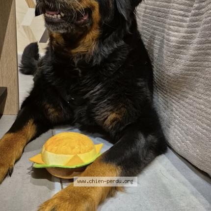 Photo 1/1 Mayah Chien lost in Montreuil l argile