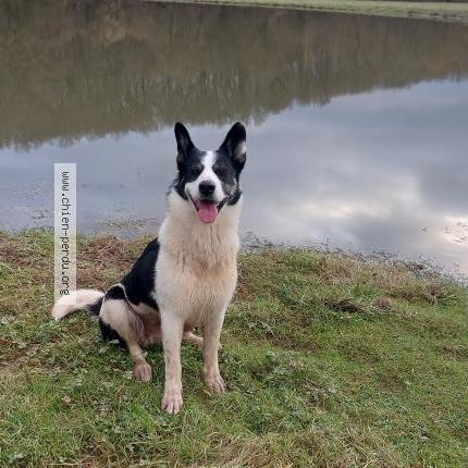 Photo 1/1 scotty Chien lost in Cherance